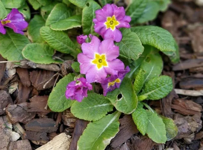 Daire La Ruche Morangis (Marne)